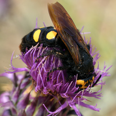 Megascolia maculata