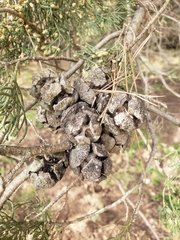 Cupressus sempervirens