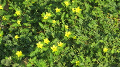 Tribulus taiwanense