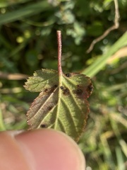 Phragmidium violaceum