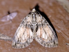 Hydriomena perfracta