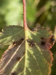 Phragmidium violaceum