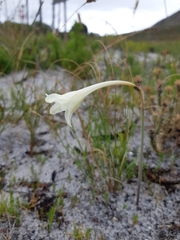 Cyrtanthus leucanthus