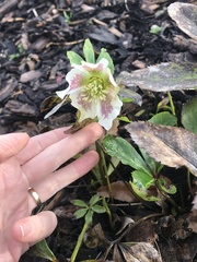 Helleborus