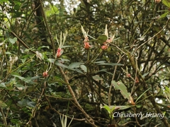 Rhododendron formosanum