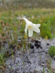 Cyrtanthus leucanthus