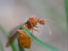 Prenolepis nitens