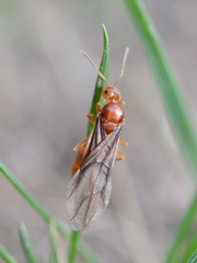 Prenolepis nitens
