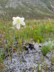 Cyrtanthus leucanthus