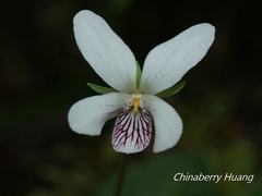 Viola adenothrix