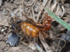 Prenolepis nitens