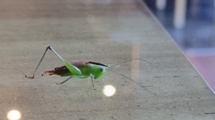 Conocephalus brevipennis