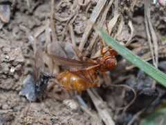 Prenolepis nitens