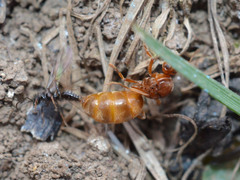 Prenolepis nitens