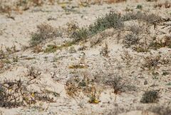 Alaudala rufescens