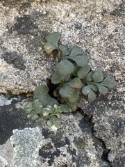 Asplenium ruta-muraria