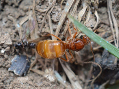 Prenolepis nitens