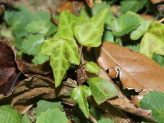 Hedera rhombea