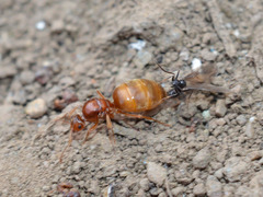 Prenolepis nitens
