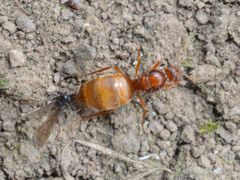 Prenolepis nitens