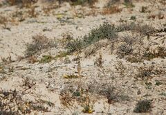 Alaudala rufescens