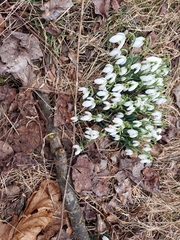 Galanthus