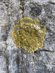 Teloschistaceae