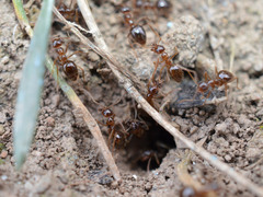 Prenolepis nitens