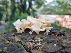 Favolus brasiliensis