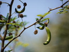 Vachellia farnesiana