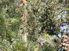Vachellia farnesiana