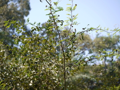 Vachellia farnesiana