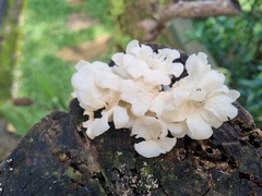 Favolus brasiliensis