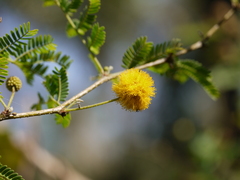 Vachellia farnesiana