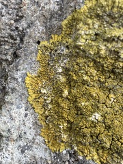 Teloschistaceae