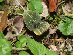 Anoectochilus formosanus