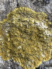 Teloschistaceae