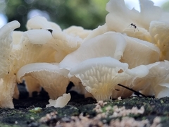 Favolus brasiliensis