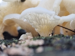 Favolus brasiliensis