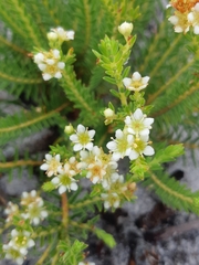 Diosma oppositifolia