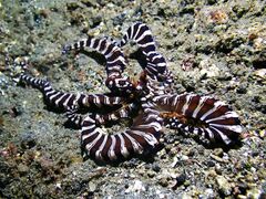 Wunderpus photogenicus