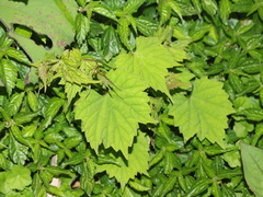 Vitaceae