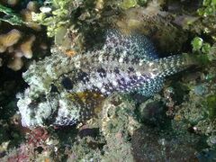 Crossosalarias macrospilus