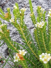 Diosma oppositifolia