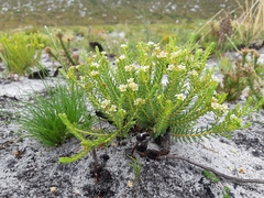 Diosma oppositifolia