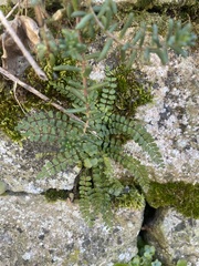 Asplenium trichomanes