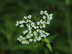 Valeriana flaccidissima