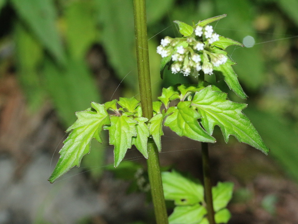 Valeriana flaccidissima