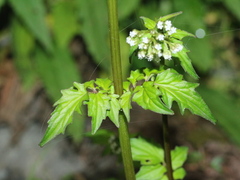 Valeriana flaccidissima