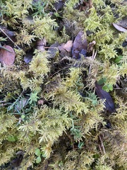 Hylocomium splendens